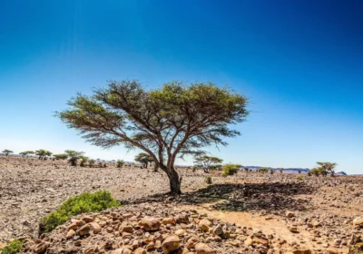 Foum Zguid, Morocco: Complete Travel Guide to the Sahara